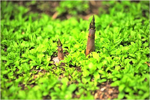 夢見自己掉了一個牙是什麼徵兆_周公解夢官網