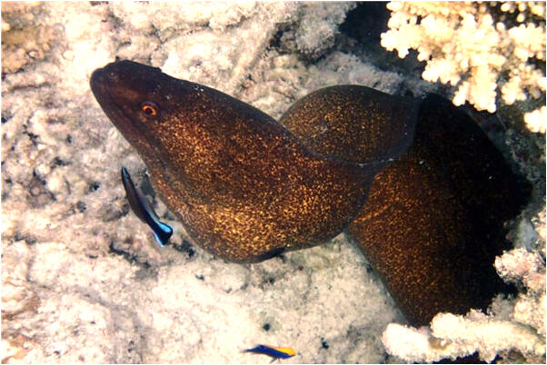 夢到了煤球倒塌啥意思_周公解夢官網