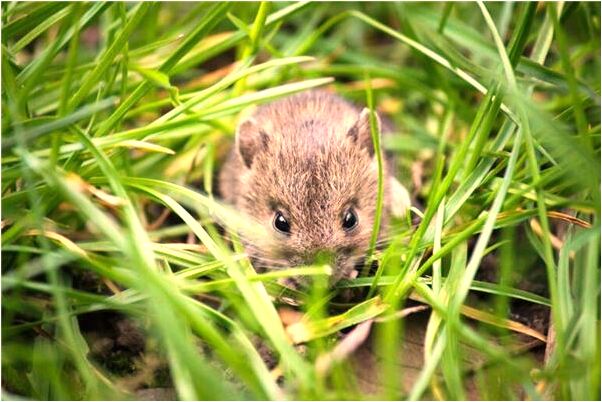夢到自己在河裡心裡很害怕預示了什麼_周公解夢官網