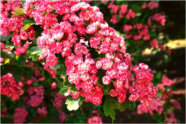 夢到了自己幫助別人幹活怎么說_周公解夢官網