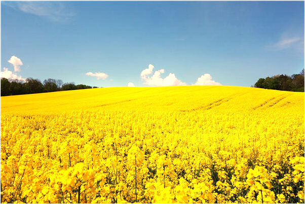 夢到了狼向自己撲來有什麼含義_周公解夢官網