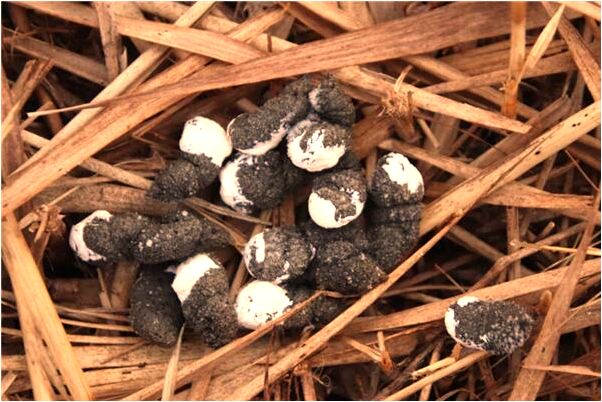 夢到了右腳裂開是啥意思_周公解夢官網