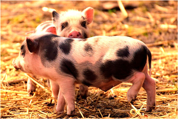 夢到在黑暗中開車有什麼說法_周公解夢官網