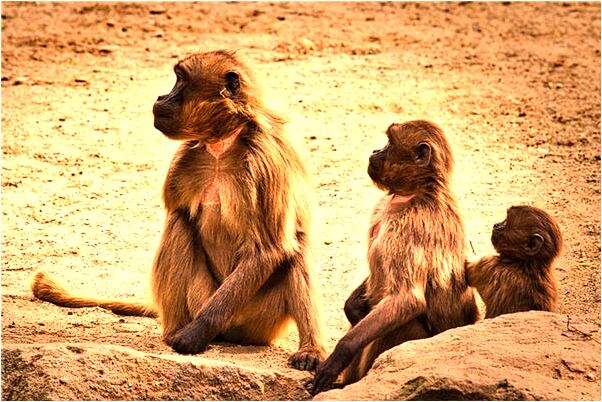 夢到在山頂上看見另外一座大山會是什麼預兆_周公解夢官網