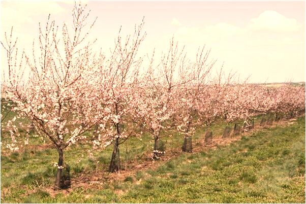 夢見兩隻死熊貓的預兆_周公解夢官網