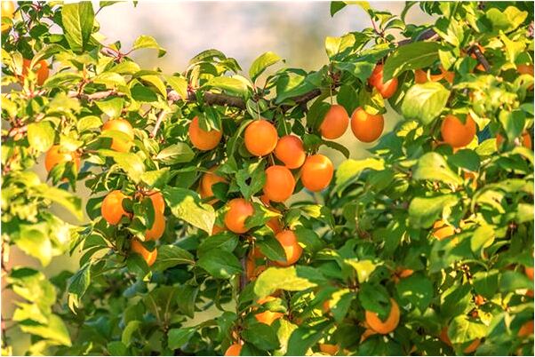 夢見我的前夫要結婚的訊息是什麼預兆_周公解夢官網