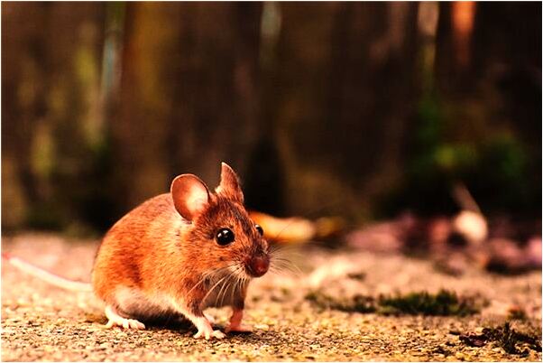 夢見腳趾漲到一塊了啥意思_周公解夢官網