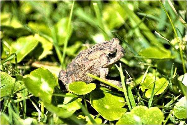 夢到了玉米粒子是不是好的徵兆呢_周公解夢官網