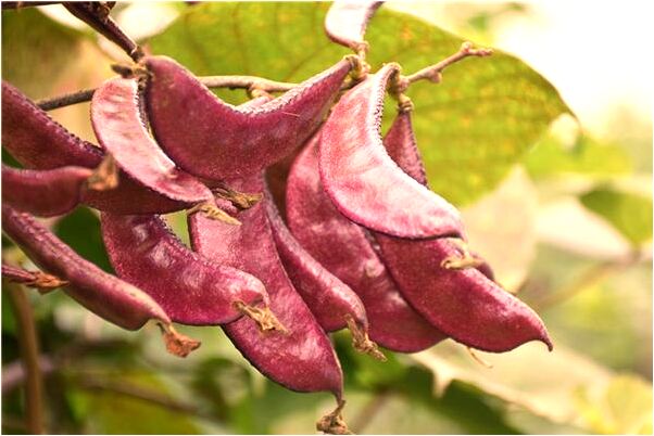 夢到了自己被蛇咬卻沒咬著是啥意思_周公解夢官網