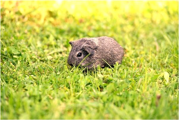 夢到了和嫂子一起種植玉米有什麼含義_周公解夢官網