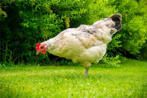 雞年出生的人性格怎樣_十二生肖