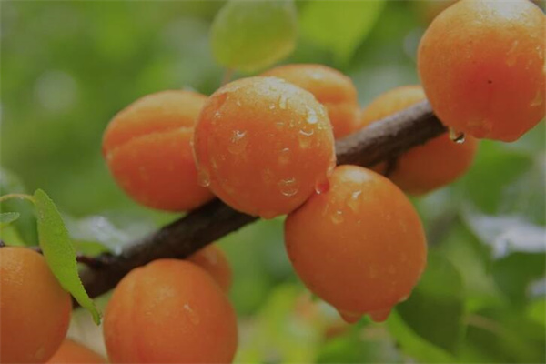 夢見黃杏有什麼寓意嗎_周公解夢