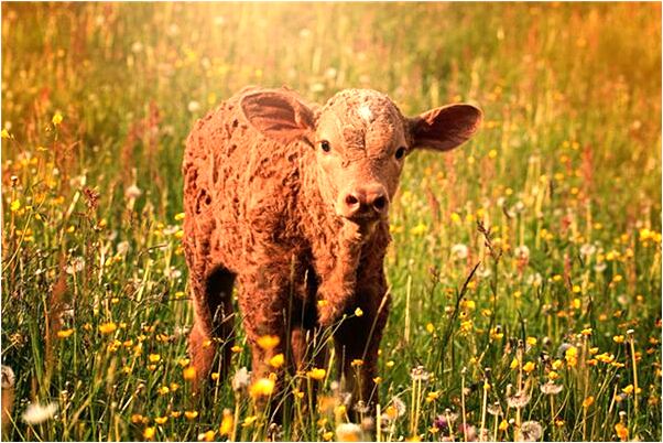 夢到了自己上班睡覺是什麼兆頭_周公解夢官網