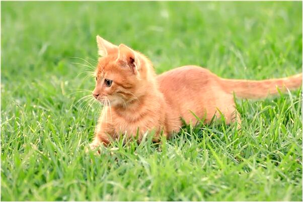 夢見穿著一件紅色的新衣服怎么樣_周公解夢官網