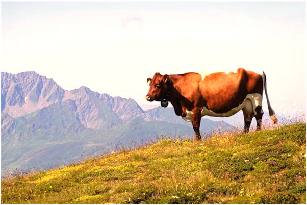 夢到了於佳琪什麼寓意_周公解夢官網