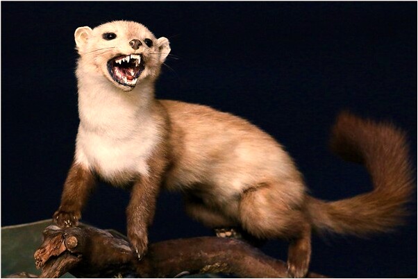 夢到了女兒叫媽是什麼意思_周公解夢官網