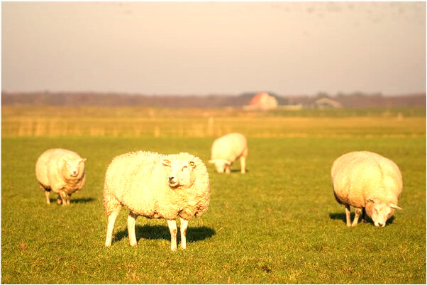 夢見給死去的爺爺祝壽是什麼意思？_周公解夢官網