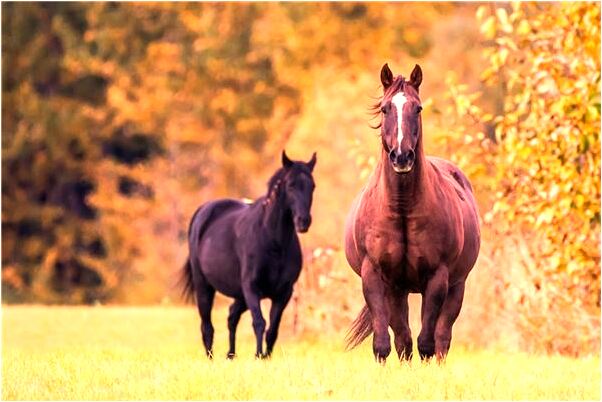 夢見眼睛有蟲什麼預兆_周公解夢官網