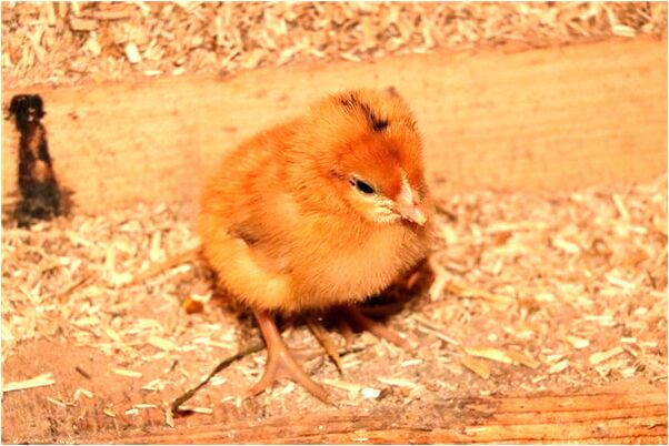 夢到奶頭被人扎出血在衣服上有什麼預示嗎_周公解夢官網