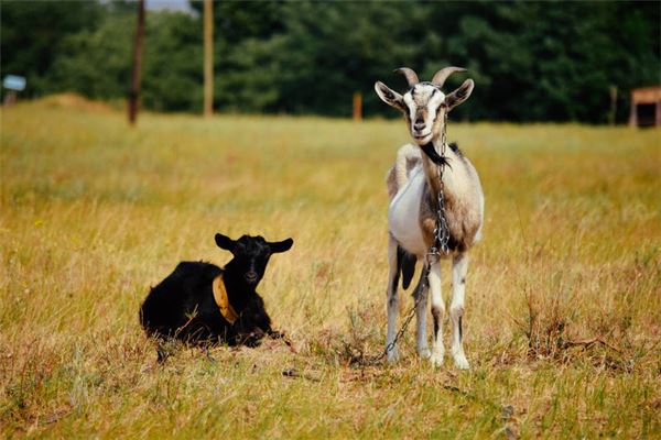 1979屬羊一生運程_十二生肖