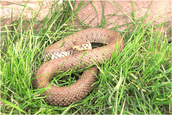 夢到了果樹掉下很多果子怎么樣_周公解夢官網