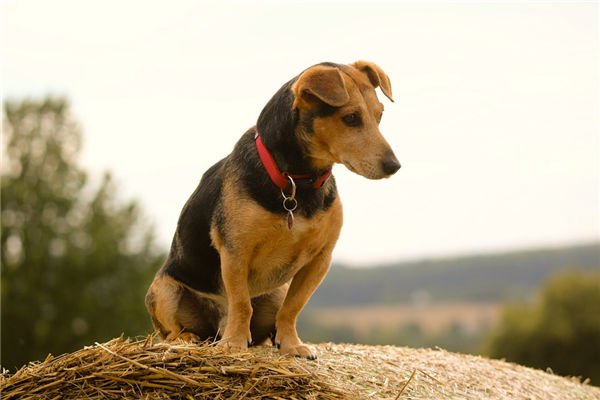 夢見買狗是什麼意思_周公解夢