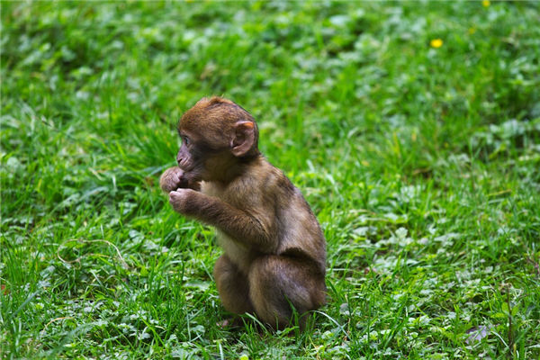 1980年屬猴的人一生運勢_十二生肖