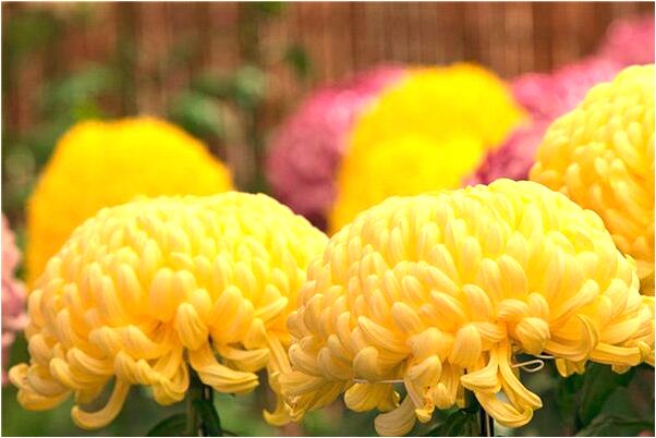 夢到了自己在養魚什麼寓意_周公解夢官網