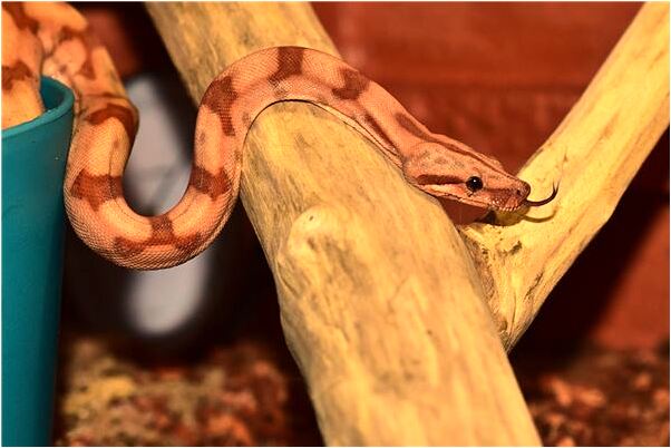 夢到了從土裡挖出雞蛋是啥預兆_周公解夢官網