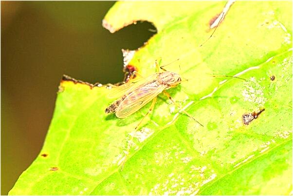 夢到了搬了幾盆綠葉花意味什麼_周公解夢官網