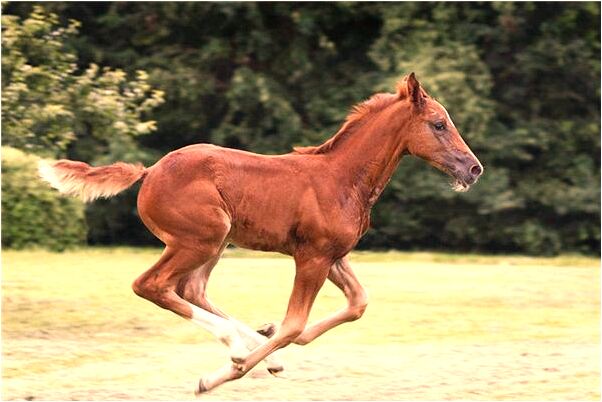 夢見被黃牛頂預兆了什麼嗎_周公解夢官網