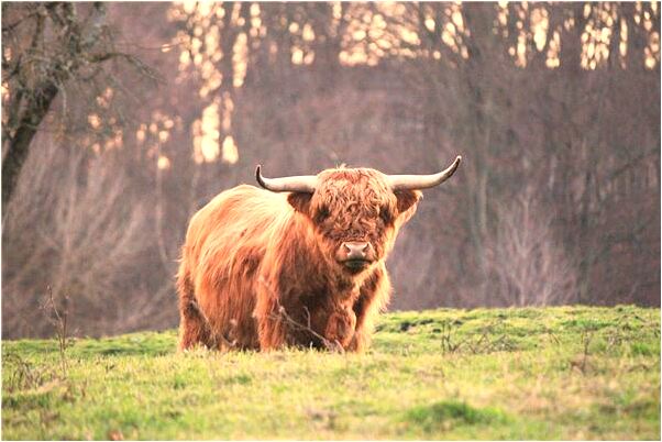 夢見情人不和說話有什麼說法_周公解夢官網