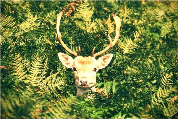 夢到了自己本槍斃了代表什麼_周公解夢官網