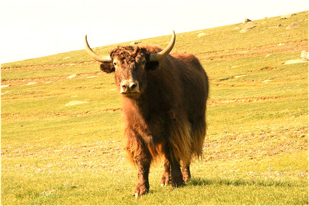 夢到修堤壩預兆了什麼嗎_周公解夢官網