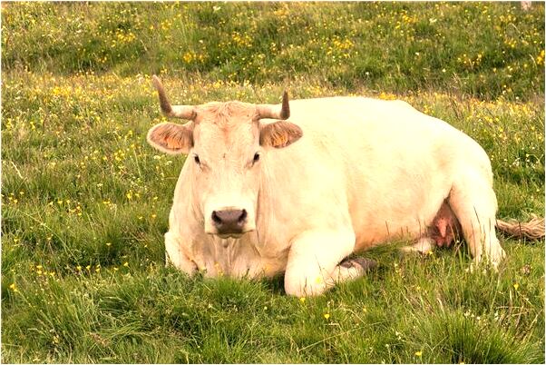 夢到收棉花有什麼寓意嗎？_周公解夢官網