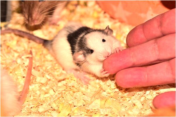 夢見我拿皮帶打人是什麼意思_周公解夢官網