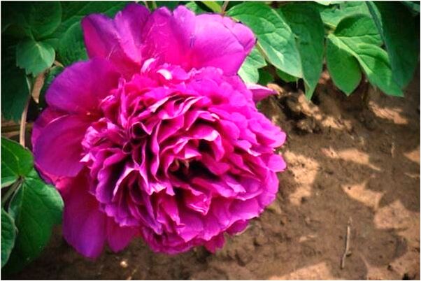 夢見夢到給別人洗頭意味著什麼_周公解夢官網