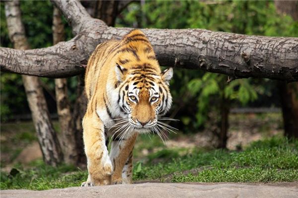 1986年屬相運勢與事業_十二生肖