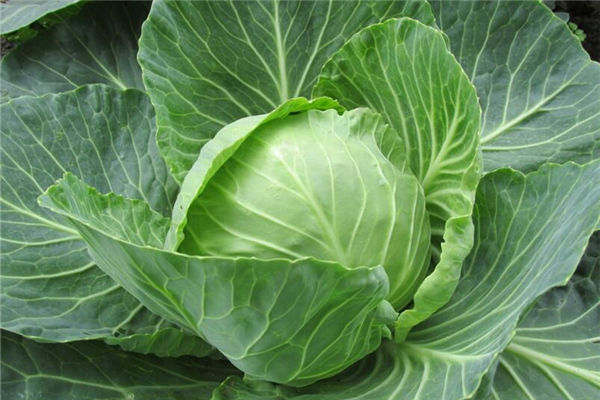 夢見白菜是什麼意思_周公解夢