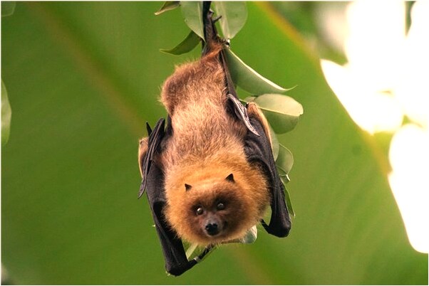 夢到把殭屍治好成正常人是啥預兆_周公解夢官網