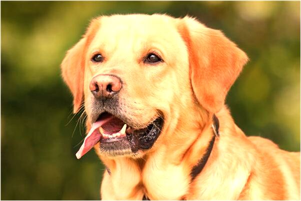 夢到懷抱兩歲女孩走迷路了是咋回事_周公解夢官網