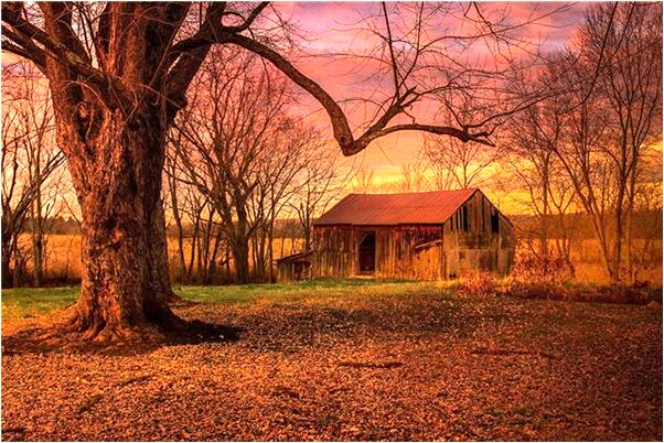 夢見死狗活過來了追我有何寓意_周公解夢官網