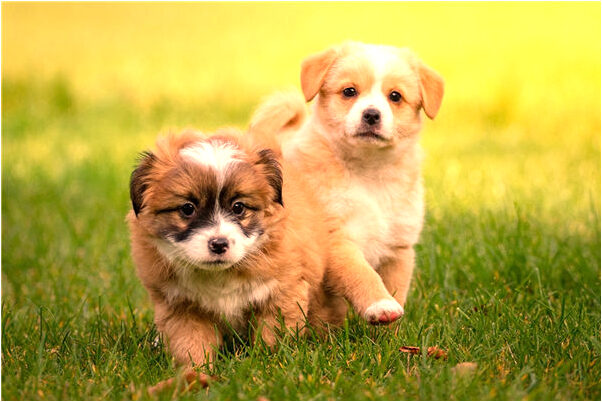 夢見兩條青龍龍頭龍尾是什麼意思_周公解夢官網