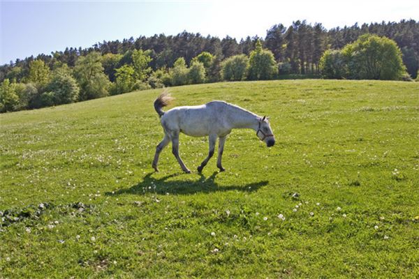 1978年出生的人運好嗎_十二生肖