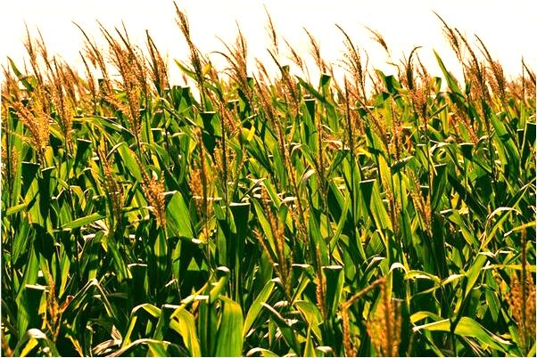 夢到收曬的黃豆啥意思_周公解夢官網