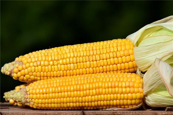 夢見玉米棒是什麼意思_周公解夢