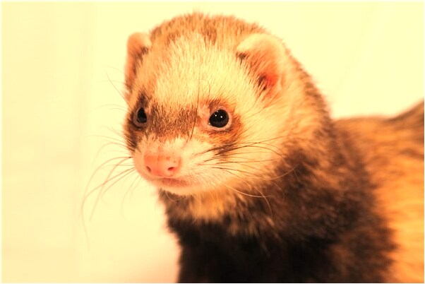 夢見指甲被剪成鋸齒狀是什麼意思_周公解夢官網