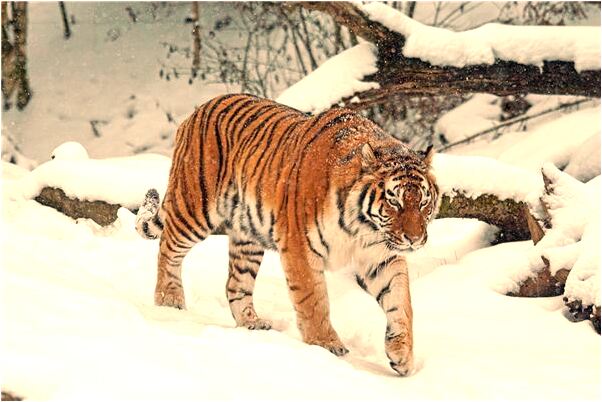 夢到了賣香蕉是不是好的徵兆呢_周公解夢官網