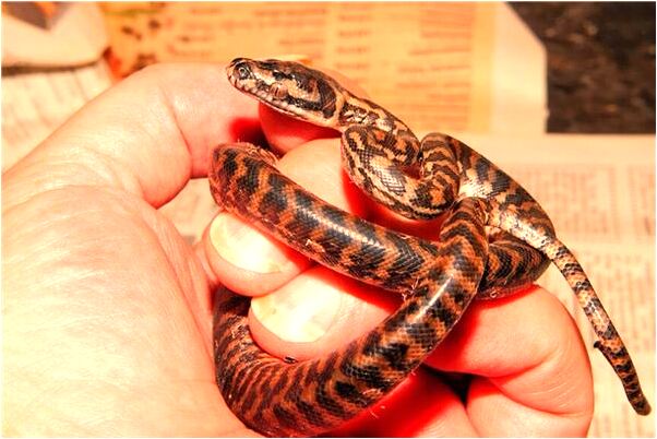 夢見朋友走在天橋上頭暈有什麼徵兆_周公解夢官網