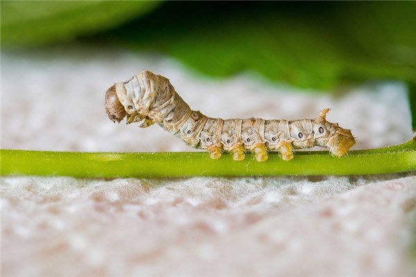 夢到了滿地蛆蟲會是什麼預兆_周公解夢